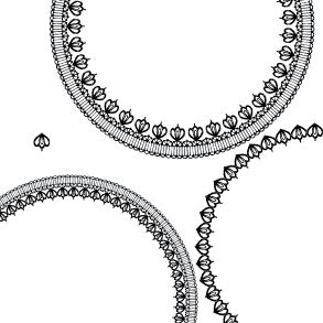 Round Lace Edge Vector material