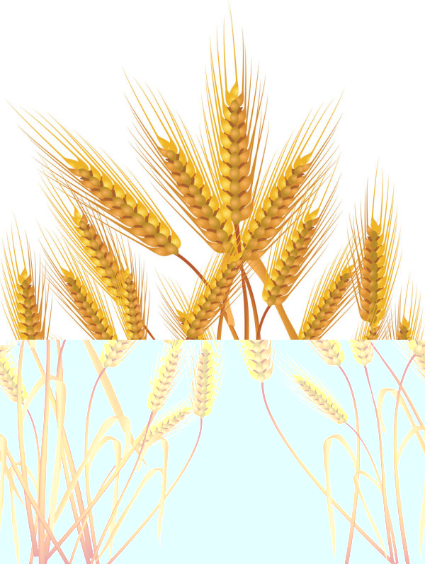 Yellow wheat 01 - vector material