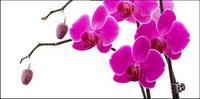 Orchid white picture material-9