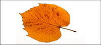 Photos of autumn leaves material