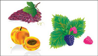 Several common fruits vector material