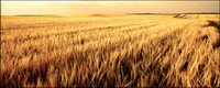 Harvest season picture material