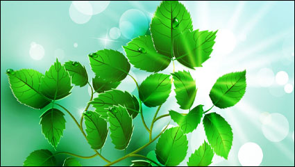 Beautiful light green leaves vector 