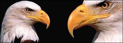 AI realistic rendering of the Eagle